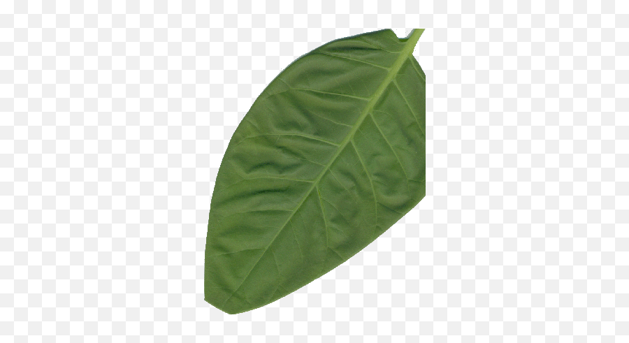 Blue Tree Glaucia Leaf - Tobacco Full Size Png Download Mulberry Family,Tobacco Leaf Png