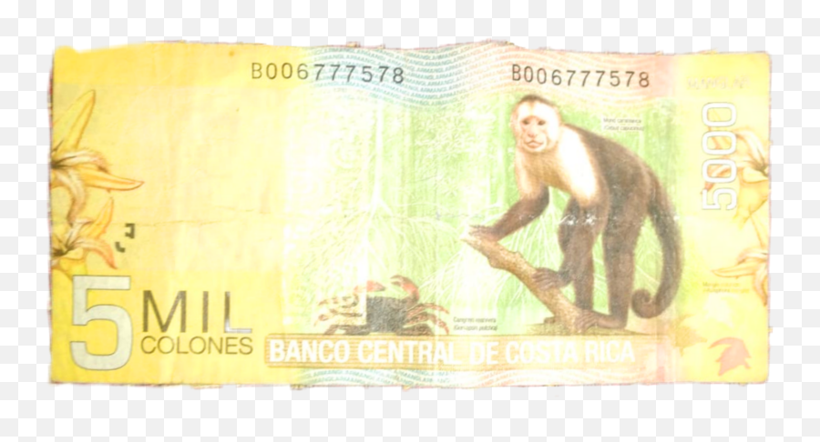 Billete De 5000 Colones Costa - Cash Png,Rv Png