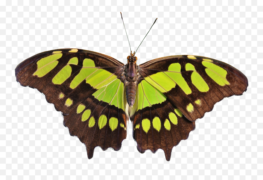 Free Transparent Butterfly Png Download - Green Butterfly No Background,Butterfly Emoji Png