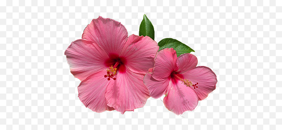 Hawaii Association Of The Blind - Hibiscus Png Two Flower,Hawaiian Flower Icon