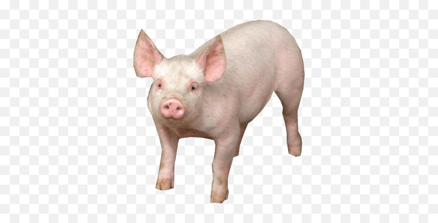 Pig Png Image Icon Favicon - Real Pig Png,Free Pig Icon