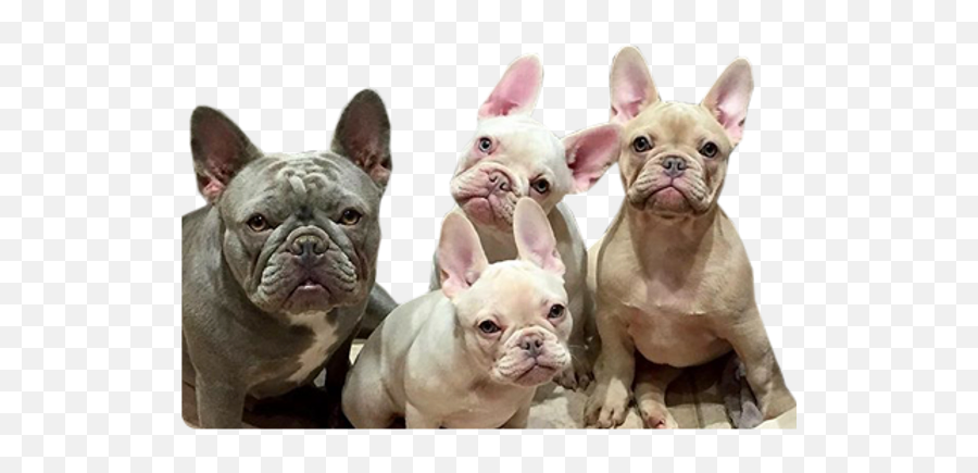 West Coast Rare Bulldogs Vancouver - French Bulldog Png,British Icon Bulldogs