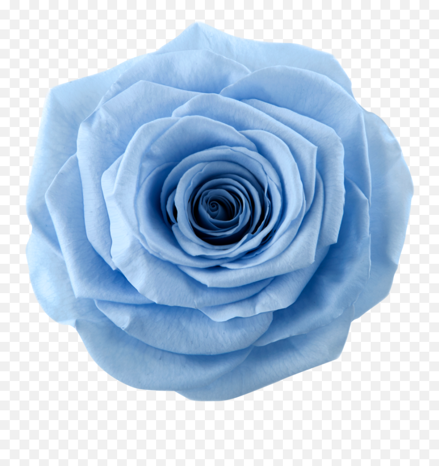 Blue Flower Png - Blue Rose 1172356 Vippng Sky Blue Garden Colour Rose,Blue Flower Icon