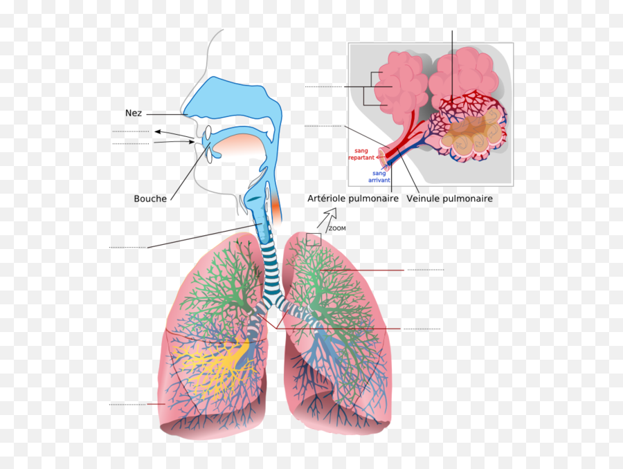 Fileappareil Respiratoire Viergepng - Wikipedia Respiratory System Diagram Labeled,Appareil Photo Icon