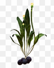 Potato Plant Transparent U0026 Png Clipart Free Download - Ywd,Subnautica Png