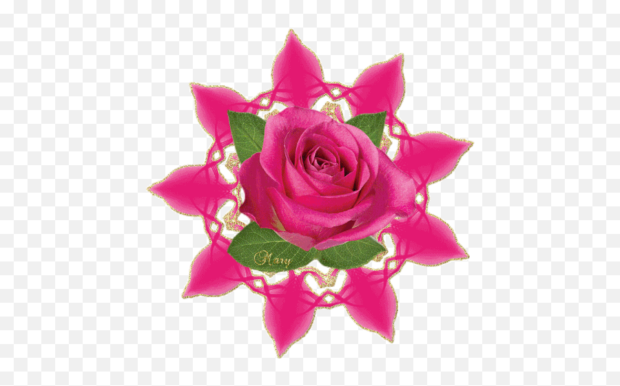 Rose Roses Sticker - Rose Roses Pink Roses Discover Rose Gif Tenor Png,Rose Facebook Icon