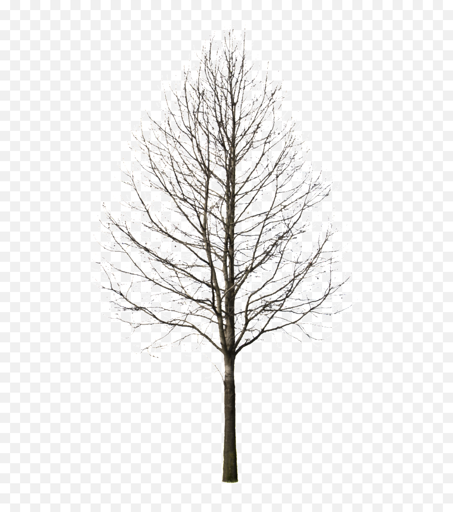 Download Winter Trees Png - Pine Tree Cutout Png Png Image Transparent Winter Tree Png,Pine Trees Png