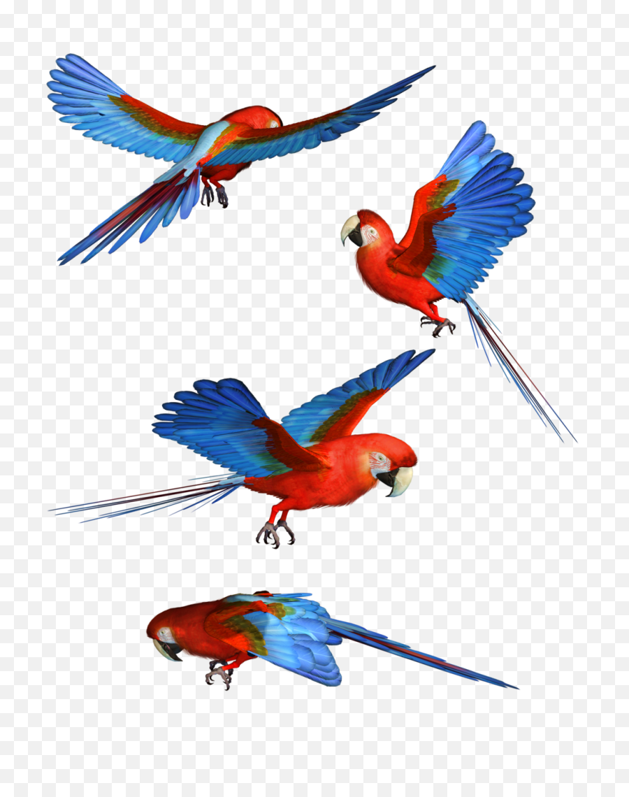 Macaw Png Hd - Colorful Flying Birds Png,Parrot Png