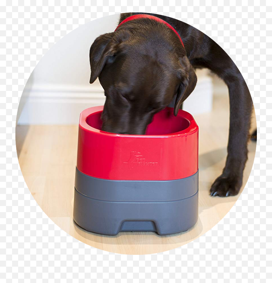 Win A Petweighter Pet Bowl - Companion Dog Png,Dog Bowl Png