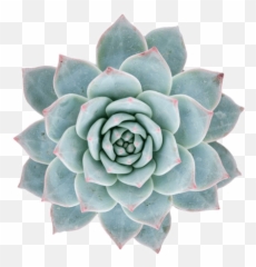 Echeveria Blue Bird - Echeveria Drawing Png,Succulent Png