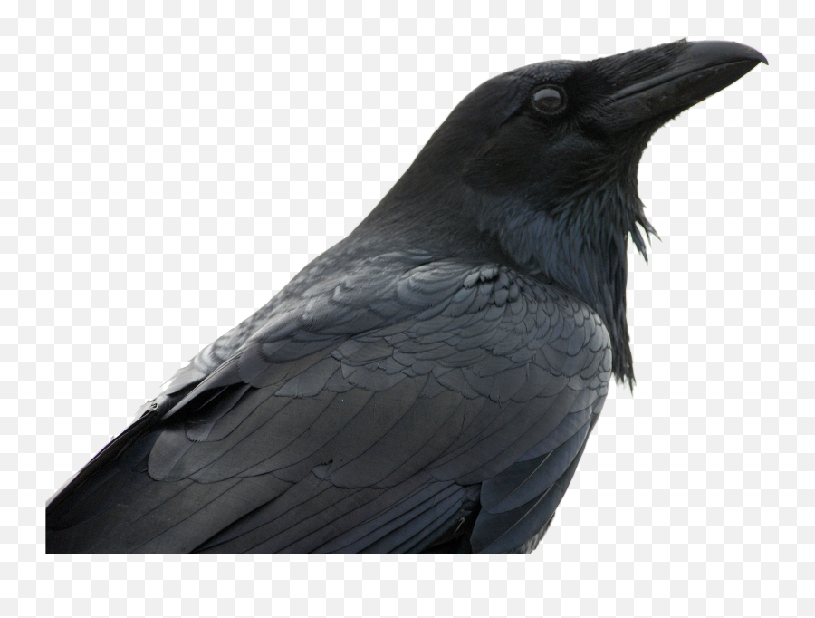 Raven Png - Crows,Crow Transparent