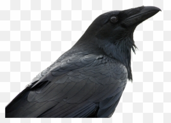 Raven Png - Crows,Crow Transparent