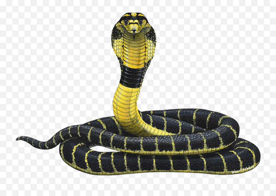 Cobra Png - Black And Yellow Cobra,King Cobra Png