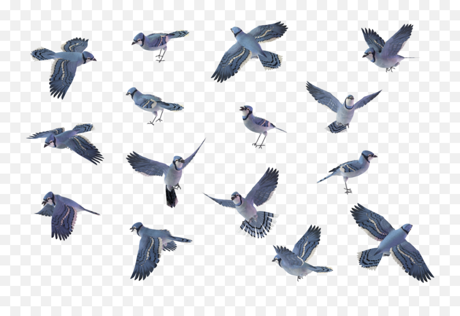 Bird Set - Blue Jay Flying Png,Blue Jay Png