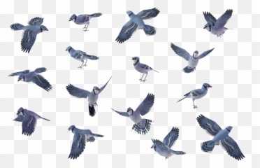 Bird Set - Blue Jay Flying Png,Blue Jay Png