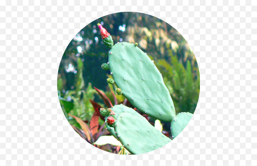 Nopales - Eastern Prickly Pear Png,Nopal Png