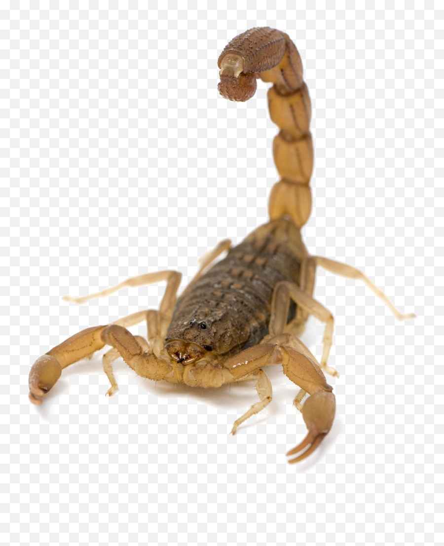 Download Scorpion Png Picture - Scorpion Png,Scorpion Png