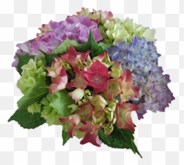 Hydrangea Flowers Garden Plant - Bouquet Png,Hydrangea Png