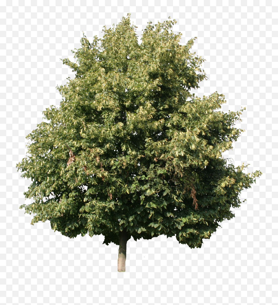 Linden Tree Cut Out Png Image - Linden Tree Png,Trees Background Png