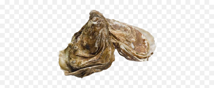 Oysters - Tiostrea Chilensis Png,Oysters Png