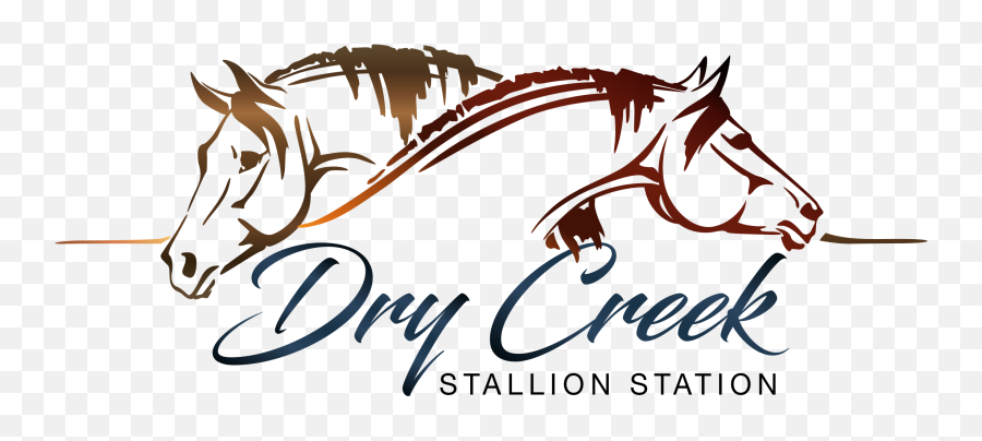 Logos Usa Stallionflyerscom - Cheval Zen Png,Stallion Logo