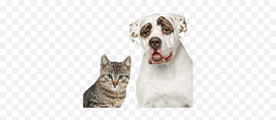 Pet Preventative Care - Shower Dog Cat Png,Pets Png