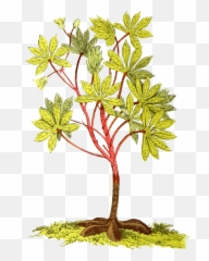 Leafy Plant - Cassava Png