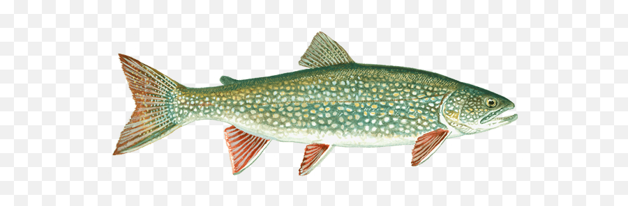 Lake Trout Pipestone Fly - In Outposts Lake Trout Transparent Png,Trout Png