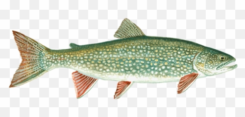 Lake Trout Pipestone Fly - In Outposts Lake Trout Transparent Png,Trout Png