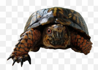 Box Turtle Png Photos Mart - Eastern Box Turtle Transparent,Turtle Transparent
