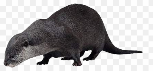 Sea Otter Animal Vole - Sea Otter Png,Otter Png