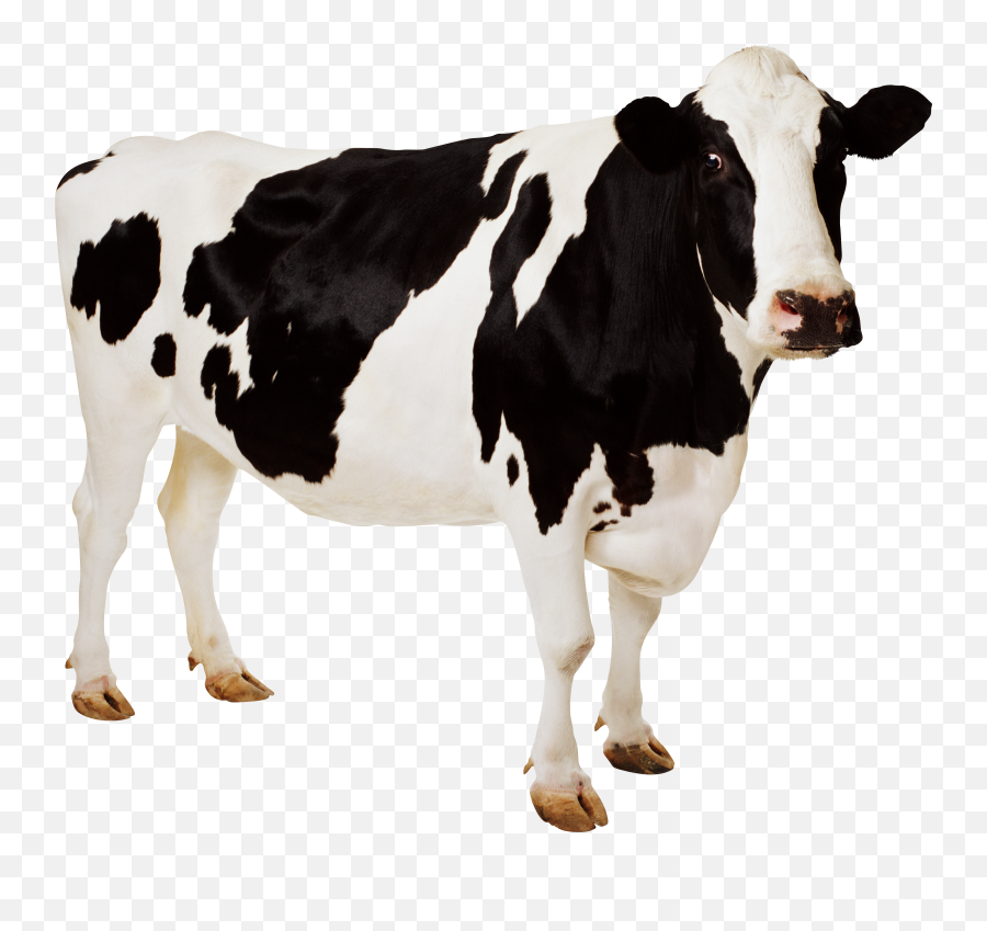 Dairy Cow Png Hd - Transparent Cow Png,Cattle Png