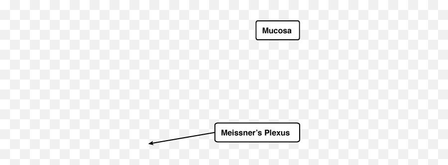 Meissneru0027s Plexus - Empty Png,Plexus Png