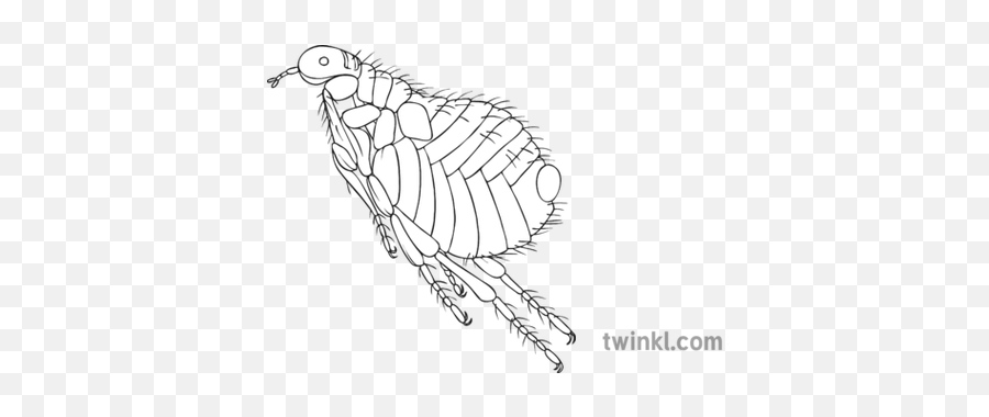 Jumping Flea Black And White Illustration - Twinkl Christmas Baubles Colouring Pages Png,Flea Png