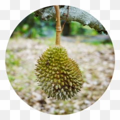 Us - Durio Zibethinus Png,Durian Png