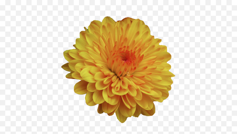 Pin By Megan F - Mums And Marigolds Scentsy Png,Yellow Flower Transparent Background