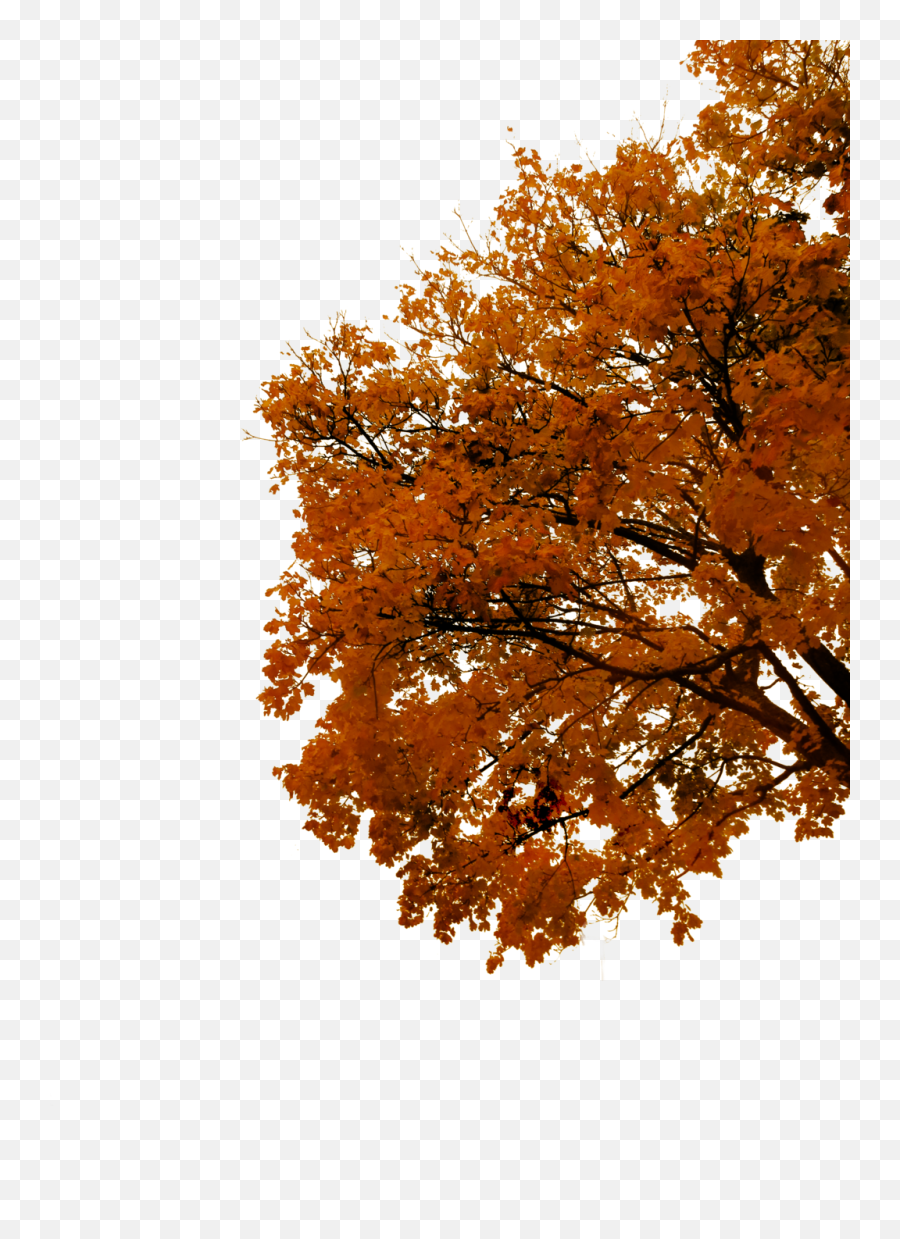 Fall Tree Branch Png Transparent Collections - Transparent Fall Trees Png,Branch Png