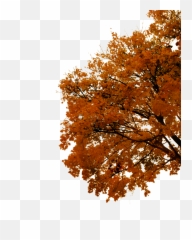 Fall Tree Branch Png Transparent Collections - Trees
