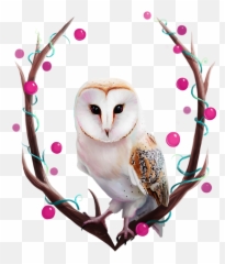 Download Owl By Tanya Bosyk Paper - Barn png