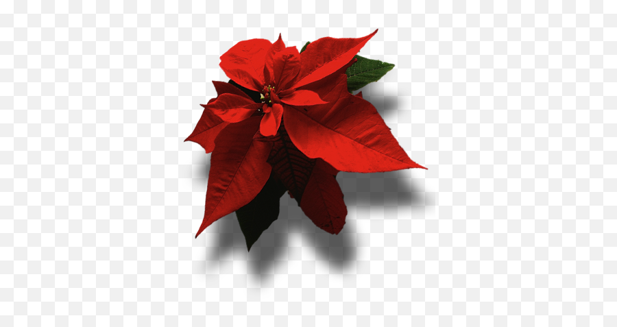Index Of Images - Poinsettia Png,Poinsettia Icon Png