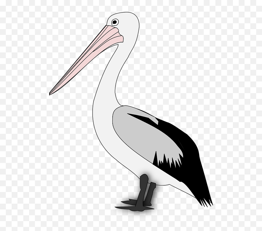 Png Transparent Pelican - Pelicans Clipart Png,Pelicans Logo Png