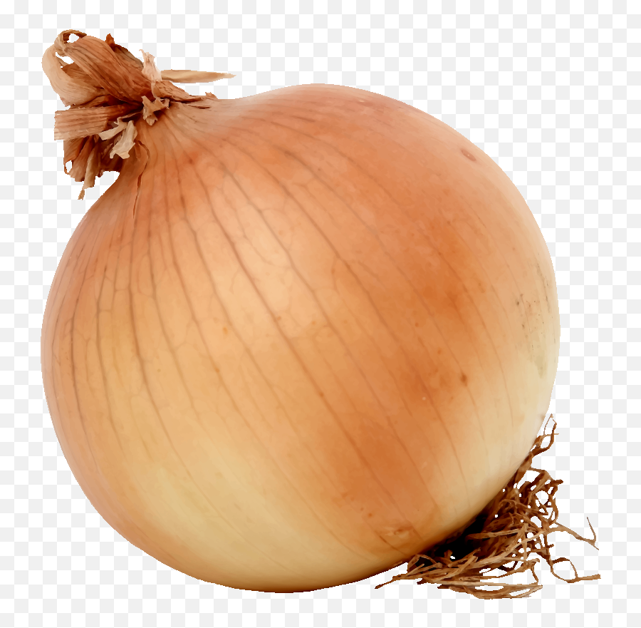 Download Free Onion Images - Clip Art Onion Png,Onion Png