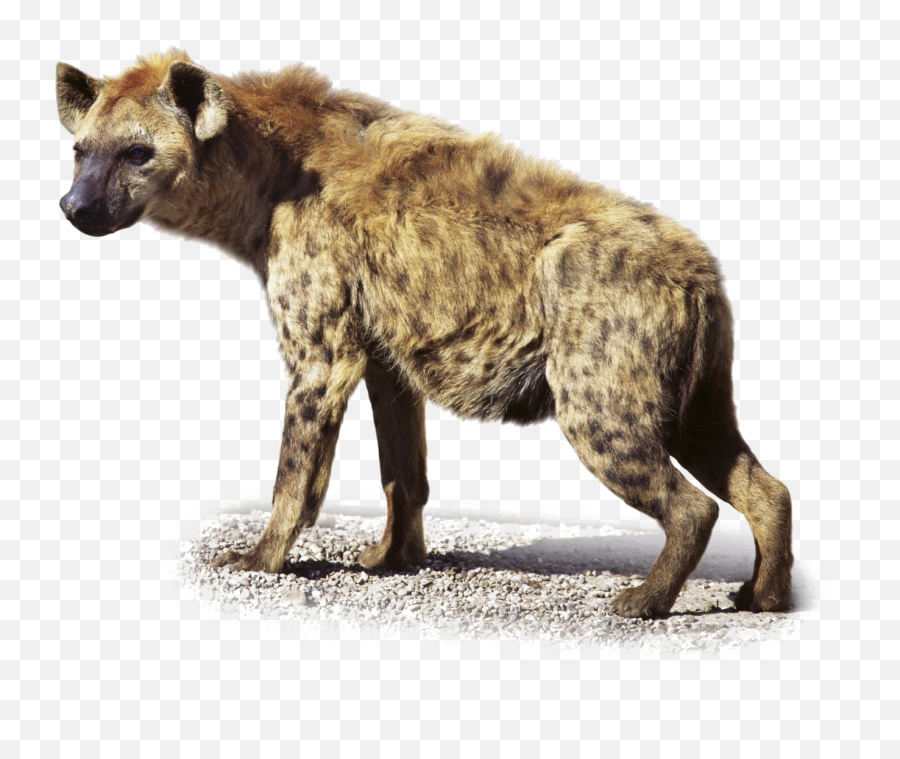 Hyena Transparent Images - Hyena Png,Hyena Png