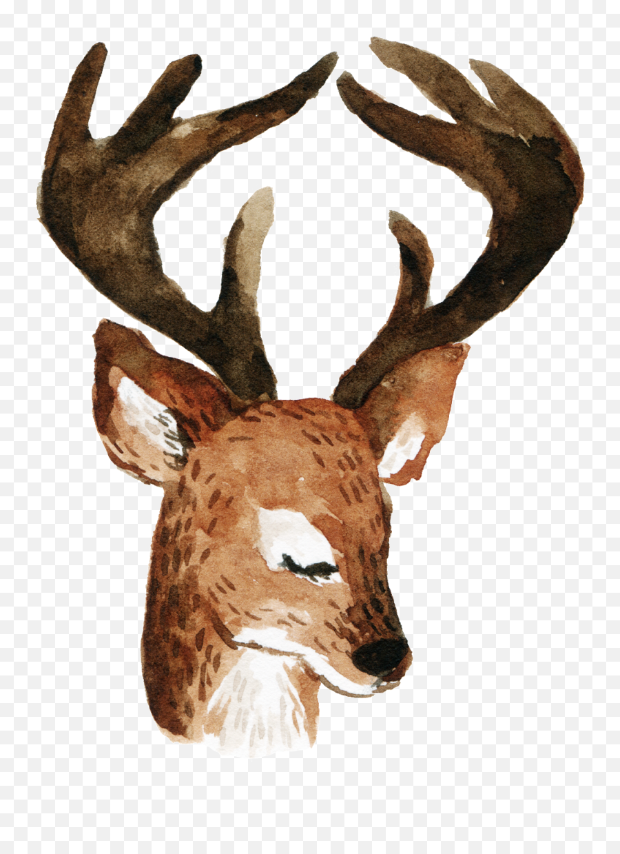 Download Hd Cartoon Longhorn Deer Png - Roe Deer,Longhorn Png
