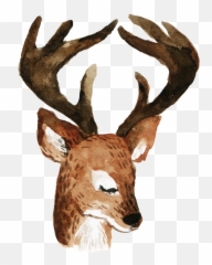 Download Hd Cartoon Longhorn Deer Png - Roe Deer,Longhorn Png