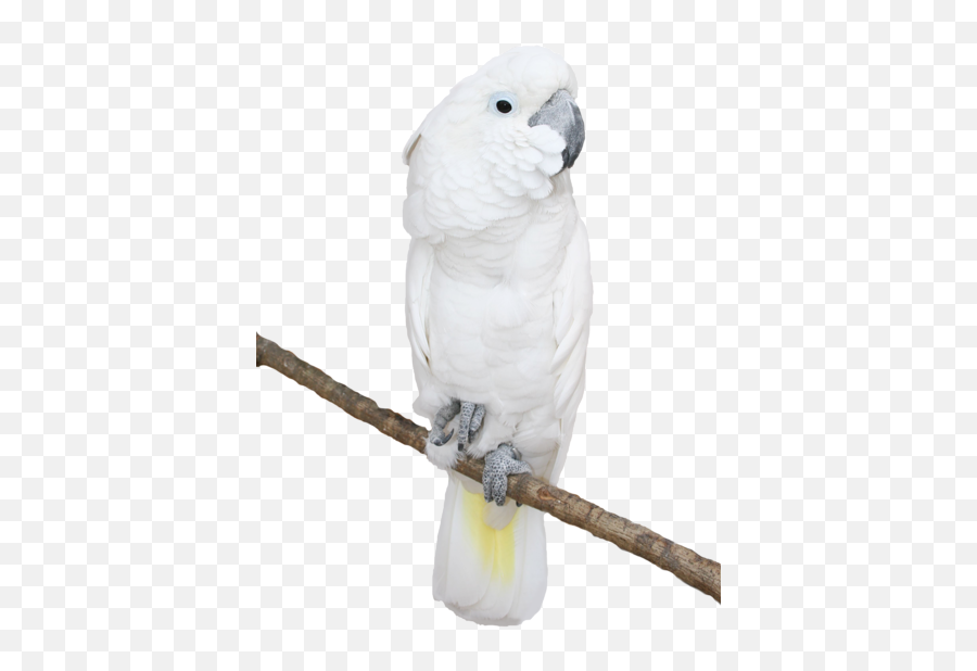 White Parrot Transparent Png Picture - Cockatoo Parrot Png,Parrot Png