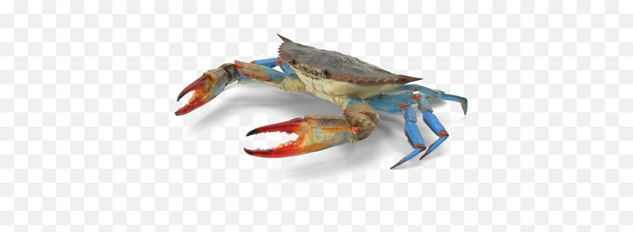 Crab Png Transparent Image - Chesapeake Blue Crab,Crab Transparent Background