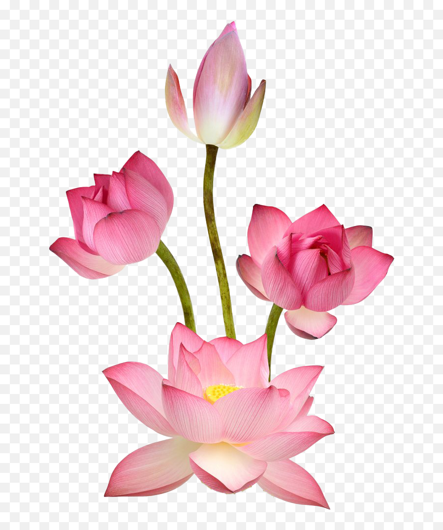 Pink Lotus Png Images - Lotus Png,Lotus Png