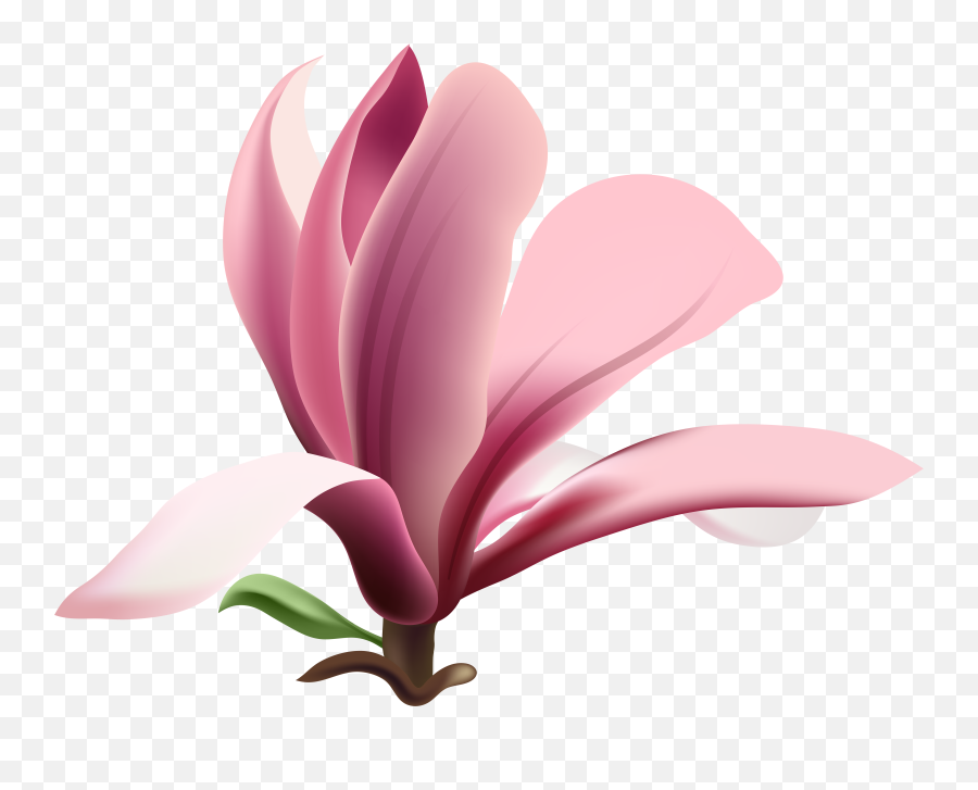 Magnolia Flower Heart Png Download Free Pink Petals