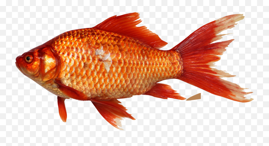 Fish Png Transparent - Fish Png,Fish Png Transparent